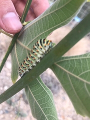 Papilio machaon