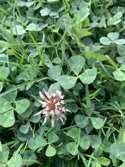 Trifolium repens repens