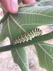 Papilio machaon