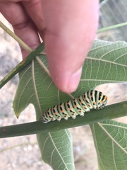Papilio machaon