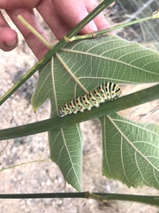 Papilio machaon