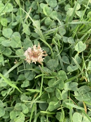 Trifolium repens repens