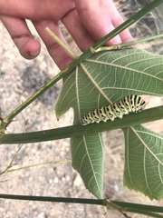 Papilio machaon