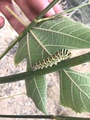 Papilio machaon