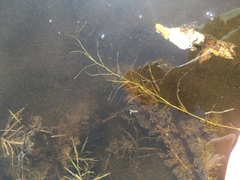 Potamogeton hillii