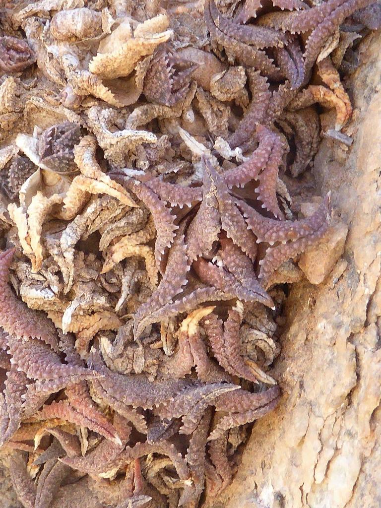 Haworthiopsis tessellata, Halfmens Pass