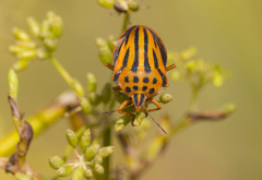 Graphosoma semipunctatum