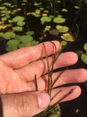 Potamogeton hillii
