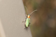 Anogcodes seladonius