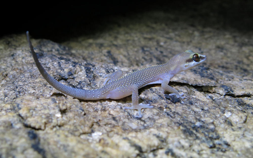 Augrabies Gecko