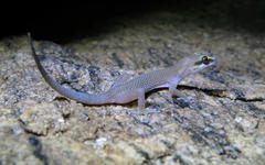 Pachydactylus atorquatus