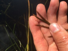 Potamogeton hillii