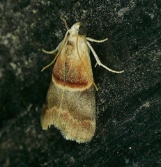 Acrobasis demotella