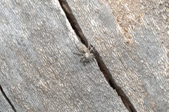 Menemerus taeniatus