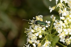 Anogcodes seladonius