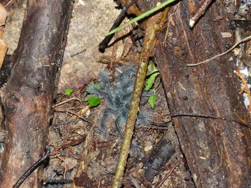 Goliath birdeater