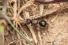 Sigilla dorsata