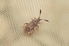 Strobilotoma typhaecornis