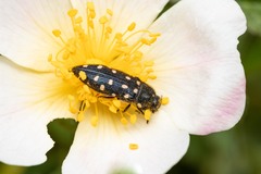 Acmaeodera octodecimguttata