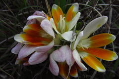 Freesia caryophyllacea