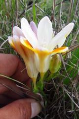 Freesia caryophyllacea