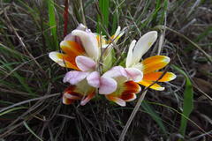 Freesia caryophyllacea
