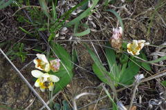 Freesia caryophyllacea