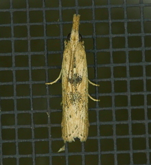 Macrorrhinia endonephele