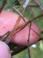 Potamogeton hillii