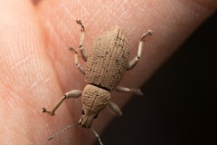 Geonemus flabellipes