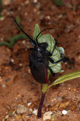 Ceroplesis ferrugator