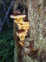 Gloeophyllum odoratum