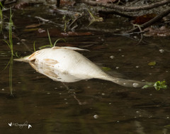Aplodinotus