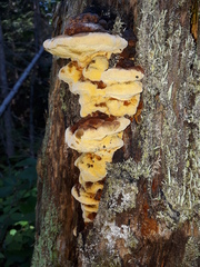 Gloeophyllum odoratum