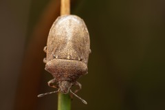 Podops inunctus