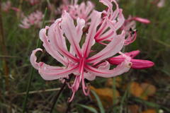 Nerine humilis