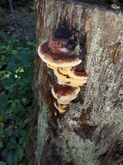 Gloeophyllum odoratum