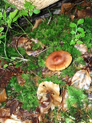 Cortinarius rubellus