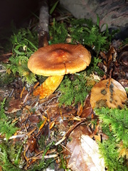 Cortinarius rubellus