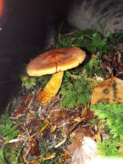 Cortinarius rubellus
