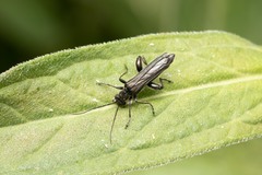Oedemera atrata