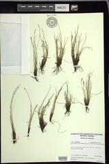 Carex myosuroides