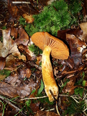 Cortinarius rubellus