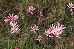 Nerine humilis