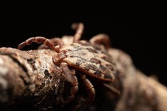 Dermacentor marginatus