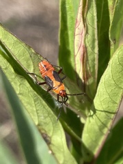 Oncopeltus fasciatus