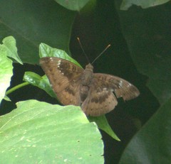 Euthalia aconthea