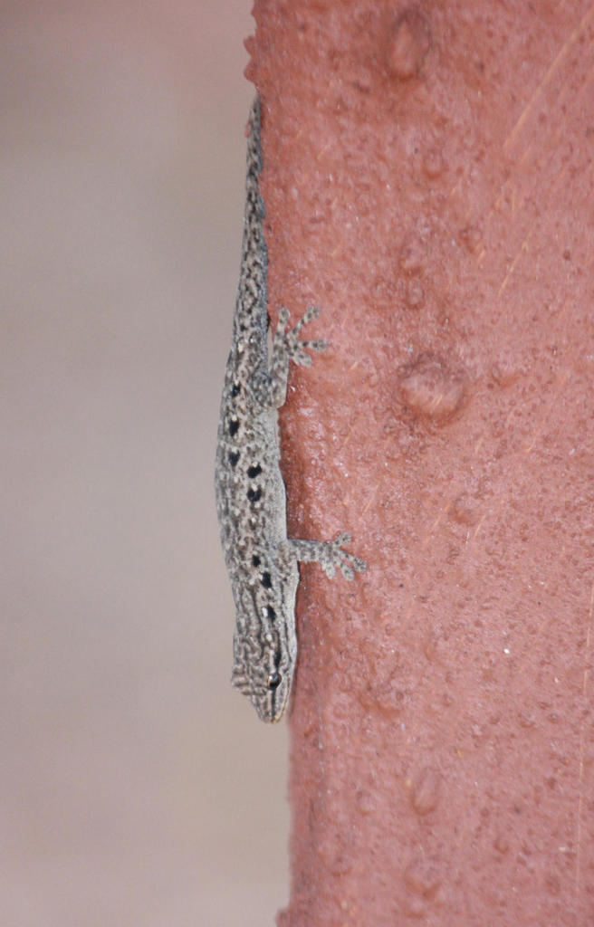 Cryptic Dwarf Gecko