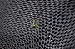 Engonia pistacina
