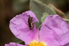Acmaeodera pilosellae